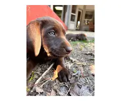 AKC Chocolate Lab puppies for sale - 6