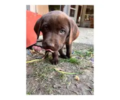 AKC Chocolate Lab puppies for sale - 7