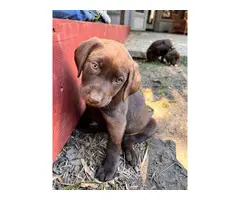 AKC Chocolate Lab puppies for sale - 8