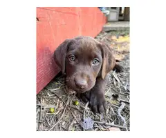 AKC Chocolate Lab puppies for sale - 9
