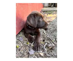 AKC Chocolate Lab puppies for sale - 10