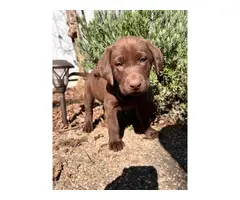 AKC Chocolate Lab puppies for sale - 11