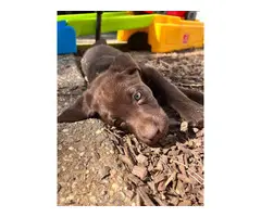 AKC Chocolate Lab puppies for sale - 12
