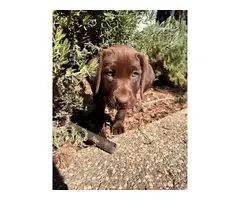 AKC Chocolate Lab puppies for sale - 13