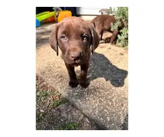 AKC Chocolate Lab puppies for sale - 14