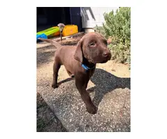 AKC Chocolate Lab puppies for sale - 15