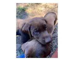 AKC Chocolate Lab puppies for sale - 16