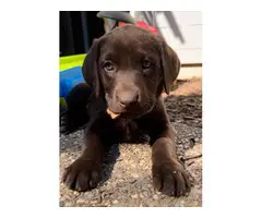 AKC Chocolate Lab puppies for sale - 17