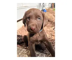 AKC Chocolate Lab puppies for sale - 18