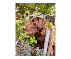 AKC Chocolate Lab puppies for sale - 19