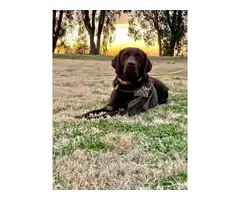AKC Chocolate Lab puppies for sale - 20