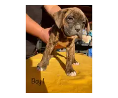 Pure boxer puppies
