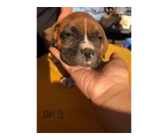 Pure boxer puppies - 2