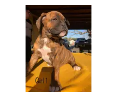 Pure boxer puppies - 3