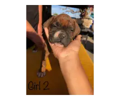 Pure boxer puppies - 4