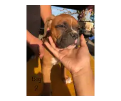 Pure boxer puppies - 5