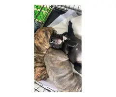IOEBA Olde English bulldogge puppies - 4