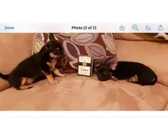 Two female apple head chihuahua puppies - 5