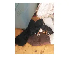 Chiweenie puppies - 7