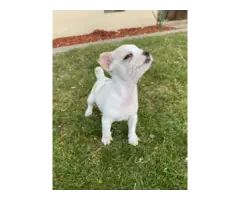 Chihuahua puppies - 3