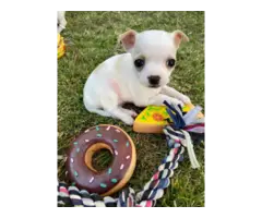 Chihuahua puppies - 5