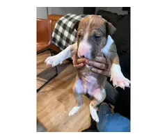 Brown and white bull terrier puppies for sale