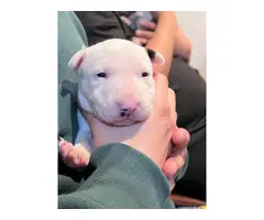 Brown and white bull terrier puppies for sale