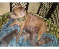 4 Blue lacy puppies looking for homes