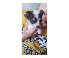Teacup short haired Chihuahua puppy