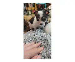 Teacup short haired Chihuahua puppy - 6