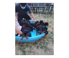 6 male AKC Rottweiler puppies for sale