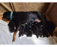 6 male AKC Rottweiler puppies for sale - 3
