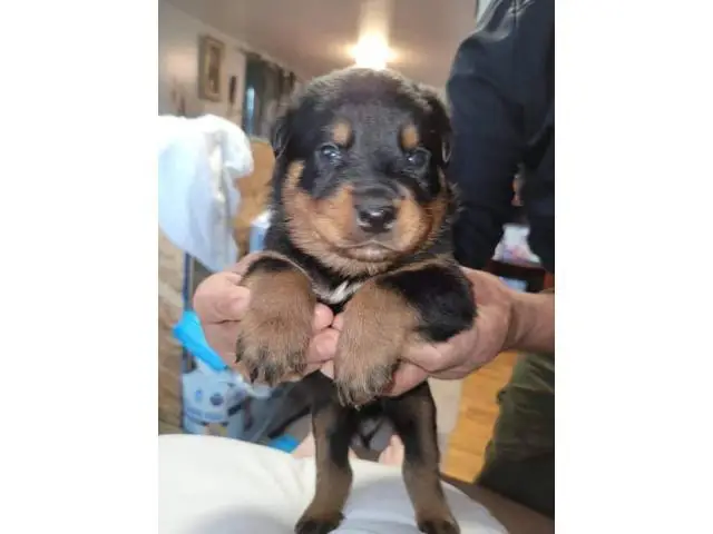 6 male AKC Rottweiler puppies for sale - 4/6