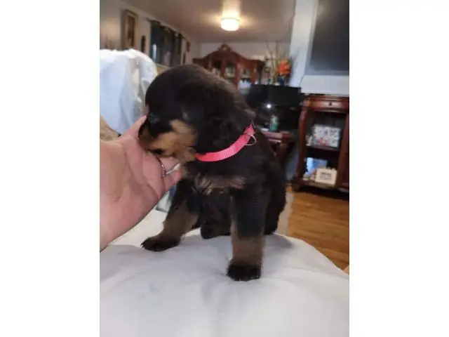 6 male AKC Rottweiler puppies for sale - 5/6