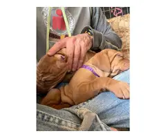 Male and female AKC registered Vizsla puppies