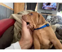 Male and female AKC registered Vizsla puppies - 2