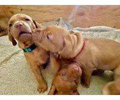 Male and female AKC registered Vizsla puppies - 3