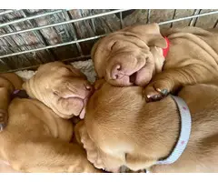 Male and female AKC registered Vizsla puppies - 7