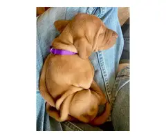 Male and female AKC registered Vizsla puppies - 8