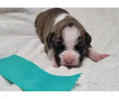 Boxer puppies for sale - 3