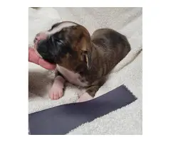 Boxer puppies for sale - 6