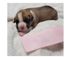 Boxer puppies for sale - 8