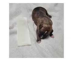 Boxer puppies for sale - 9