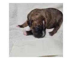 Boxer puppies for sale - 10