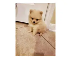 3 Pomeranian puppies - 4