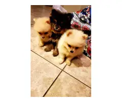 3 Pomeranian puppies - 5