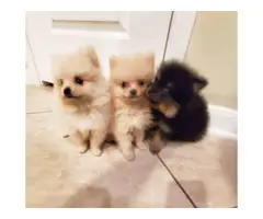 3 Pomeranian puppies - 6