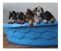 Bluetick coonhound puppies