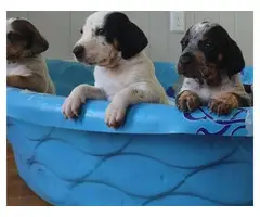 Bluetick coonhound puppies - 4