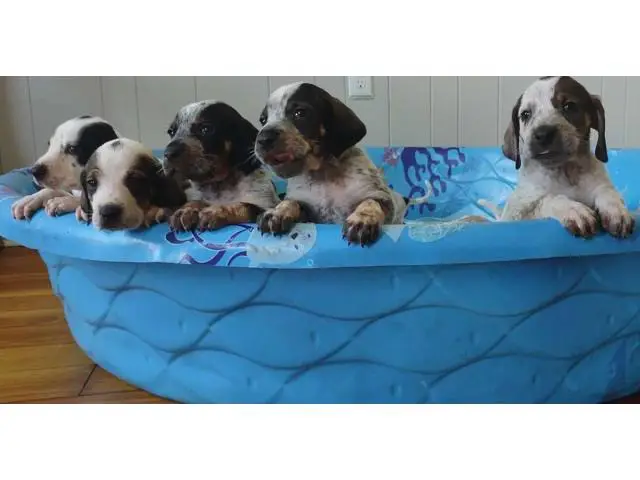 Bluetick coonhound puppies - 5/7